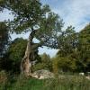 Alte Eiche, Natura Trail Genshagener Busch, Ludwigsfelde Ludwigsfelde Natura Trail Genshagener Busch Alte Eiche