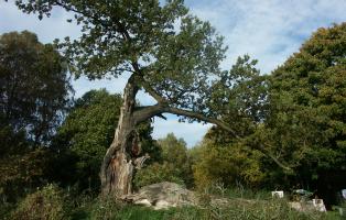 Alte Eiche, Natura Trail Genshagener Busch, Ludwigsfelde Ludwigsfelde Natura Trail Genshagener Busch Alte Eiche